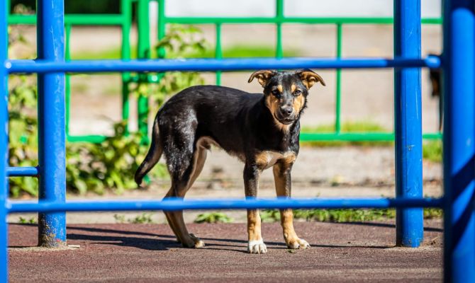В Госдуму внесли закон об обязательной маркировке домашних животных