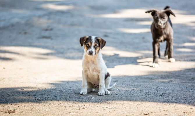 Туляков приглашают на акцию по пристройству бездомных животных