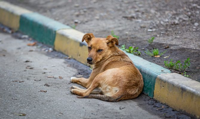 В России утвердили новые правила для собачьих площадок