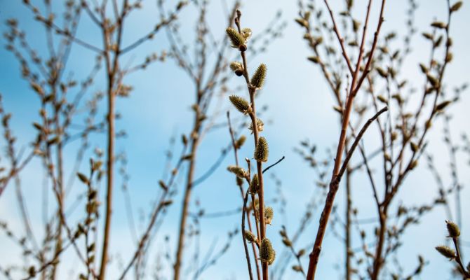 22 марта в Тульской области будет до +6 градусов