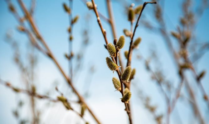 Ночью в Туле ожидается +1 градус тепла