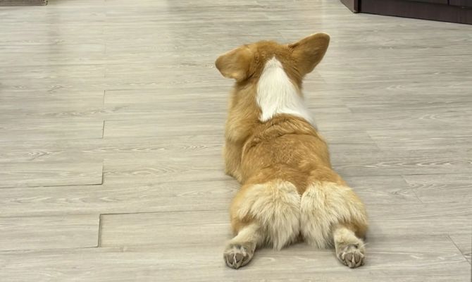 Путеводитель для туристов с животными выпустили в Тульской области