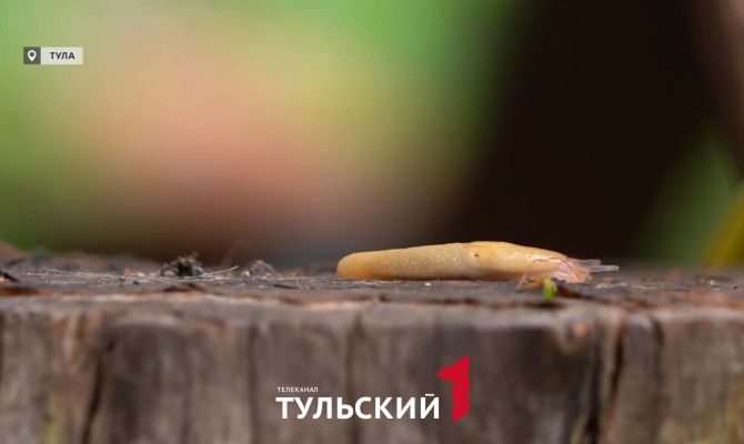 Грядки туляков из-за дождливой погоды атаковали испанские слизни