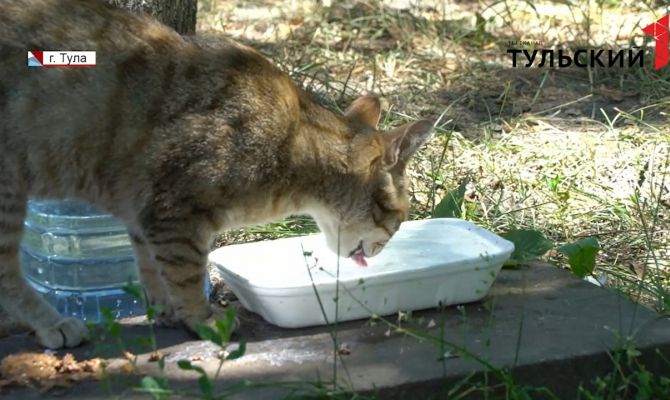 Как тулякам помочь своим питомцам пережить аномальную жару