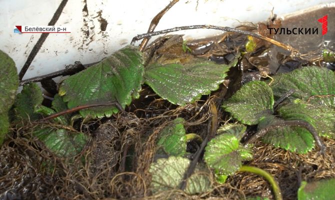 Под Тулой круглогодично начнут выращивать землянику