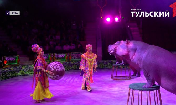 Тулякам покажут выступление дрессированных бегемотов
