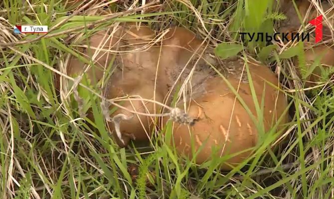 В Тульской области начался грибной сезон