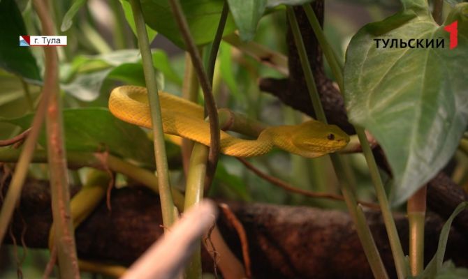 Зеленые, голубые и желтые: в Тульском экзотариуме появились малыши ядовитых куфий