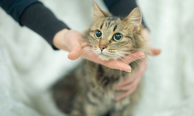 В Туле пройдет выставка-пристройство животных