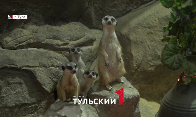 В Тульском экзотариуме рассказали о самых заботливых отцах в животном мире