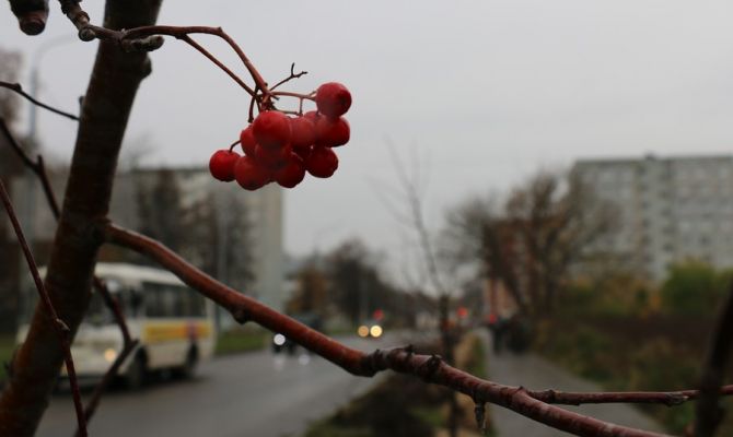 В Новомосковске высадили аллею из саженцев рябины