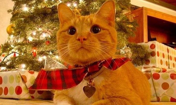 Новогодние каникулы на Красном холме. Афиша