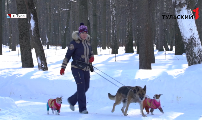 Выгул или прогулка: что именно запрещено собакам в Центральном парке Тулы