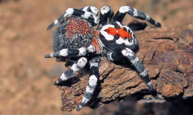 Новый вид пауков назвали в честь Хоакина Феникса