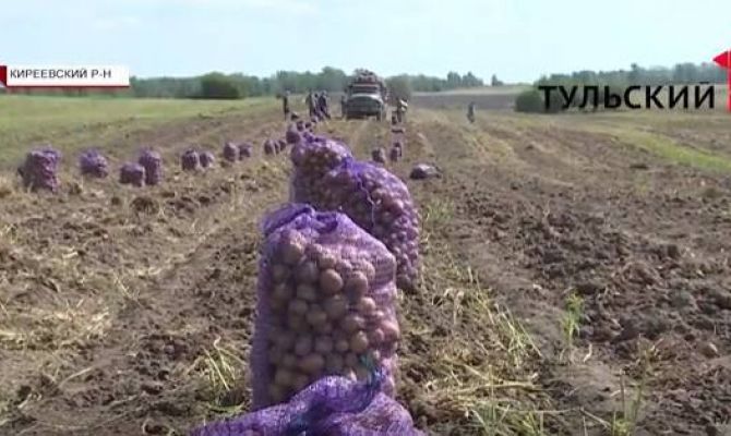 Как тульские заключенные собирают картошку. ВИДЕО
