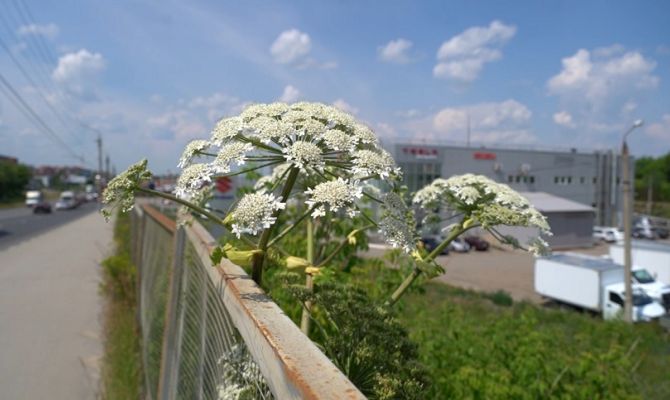 Госдума может обязать владельцев земли уничтожать заросли борщевика