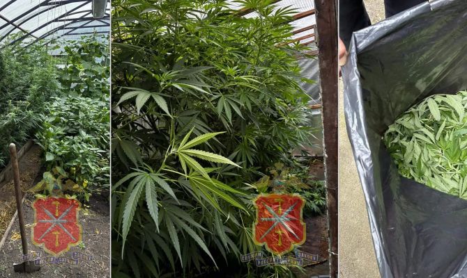 В Донском у мужчины нашли теплицы с коноплей и килограмм марихуаны