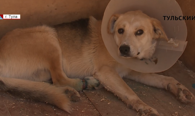 Живодеры из Тулы обмотали лапу собаки проволокой и вставили ей в пасть деревянную палку