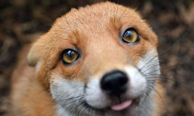 Тулякам расскажут, кто самый страшный зверь в лесу