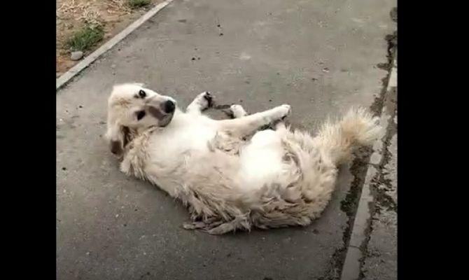 Спецоперация: как тулячка спасала дворнягу в степях Калмыкии