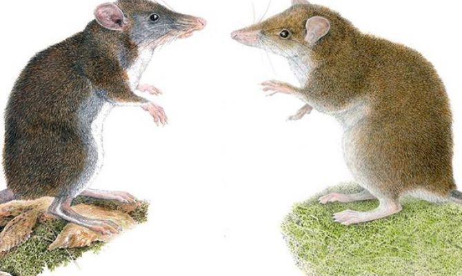 Обнаружены два новых вида прыгающих крыс