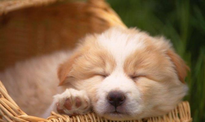 «Ми-ми-мишный» возраст: ученые рассказали о привлекательности щенят