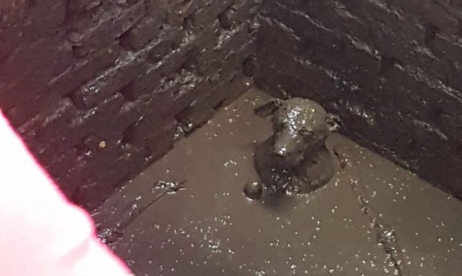 В Новомосковске волонтеры спасли упавшую в выгребную яму собаку