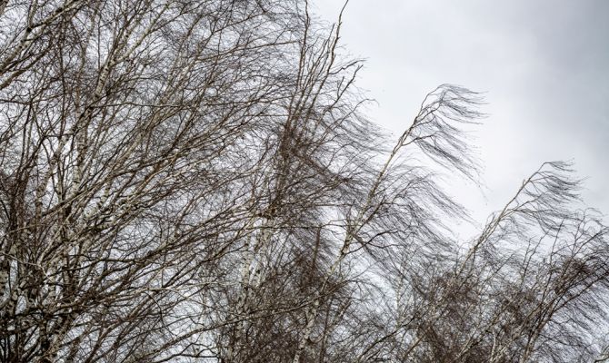 В Тульской области объявлено метеопредупреждение из-за сильного ветра