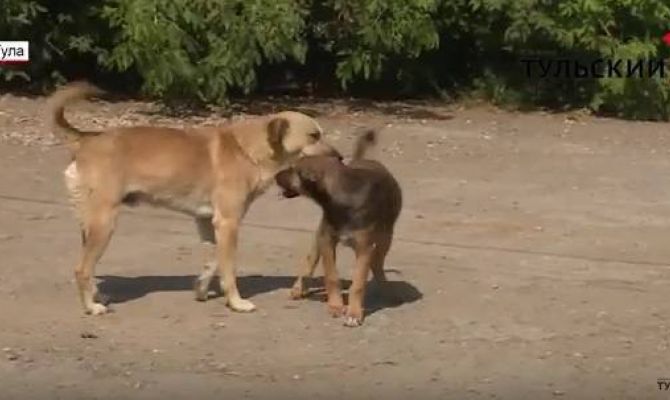 В Пролетарском округе Тулы массово травят щенков. РЕПОРТАЖ