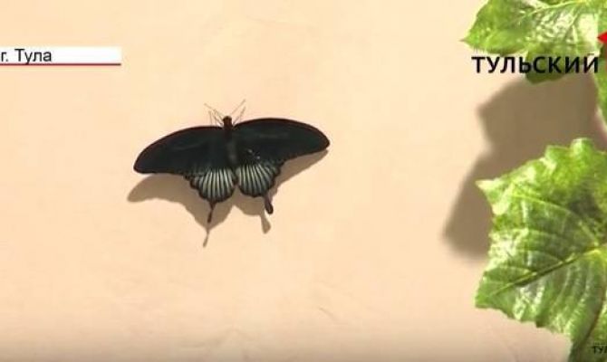 В Тулу привезли редких тропических бабочек. ВИДЕО