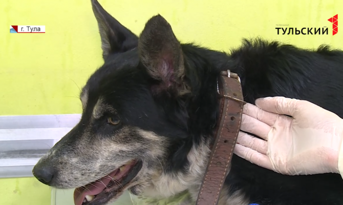 Не прошли мимо: туляки спасли умирающую собаку