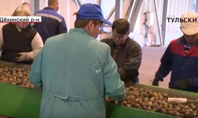 Как собирают урожай в Тульской области. ВИДЕО