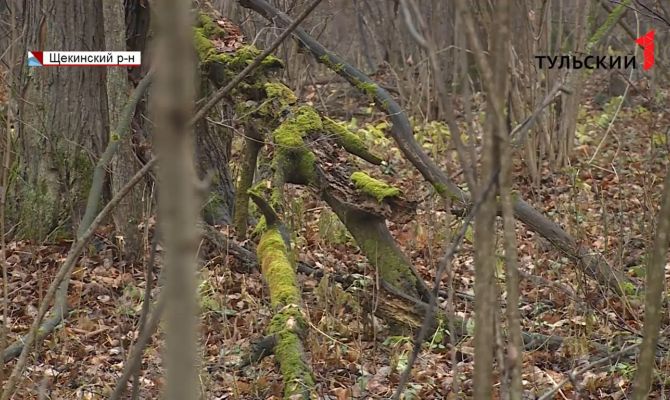 В Тульской области готовят гнезда для орлов-карликов