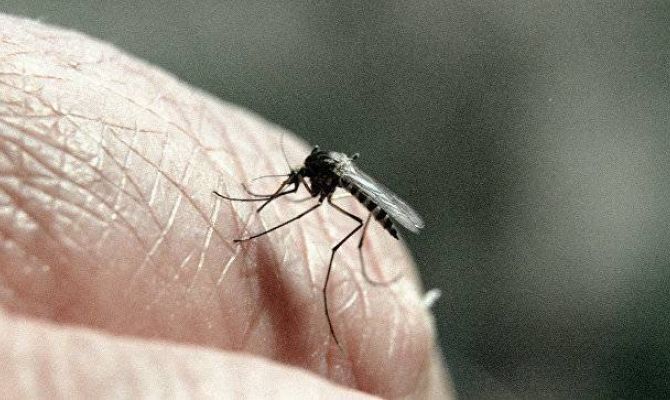 Ученые рассказали, как предотвратить укусы комаров