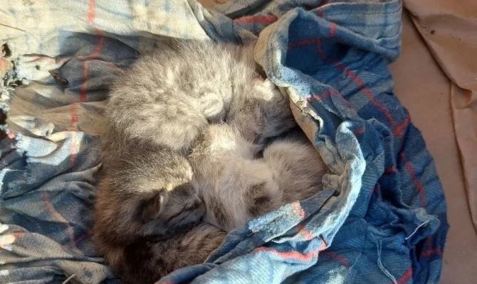 Тульские сотрудники МЧС спасли трех котят при разборе дома в Дагестане