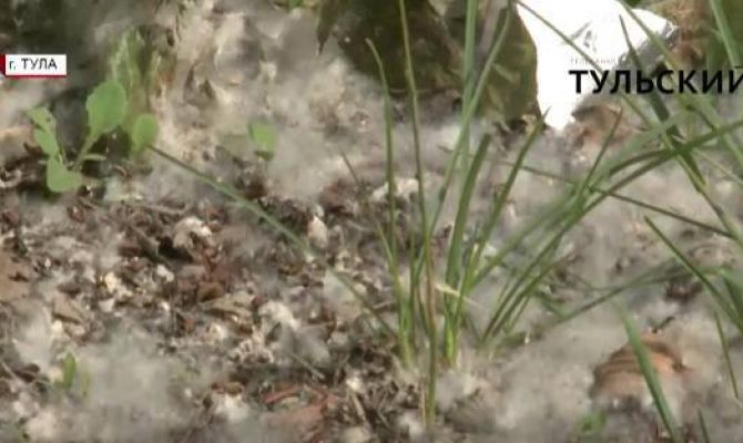 Почему Тулу из года в год засыпает тополиным пухом. РЕПОРТАЖ
