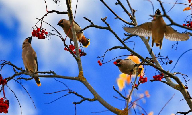 Что делать, если нашел на улице свиристель