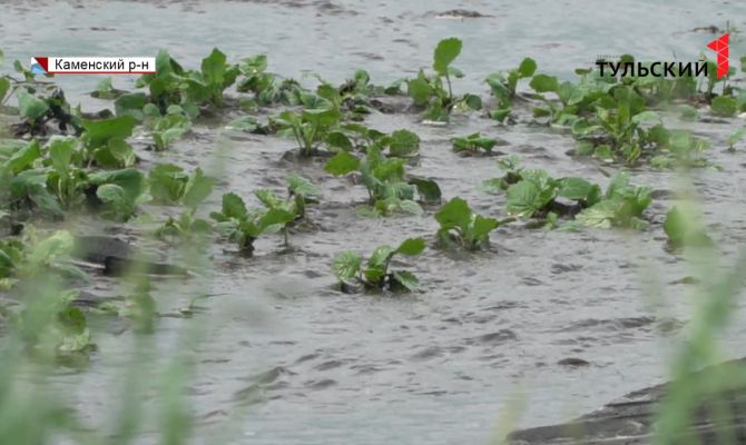 Из-за дождей в Каменском районе смыло часть урожая