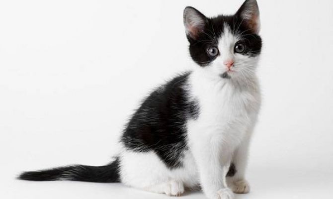 Котенок Акинфий зовет туляков на экскурсию по кремлю