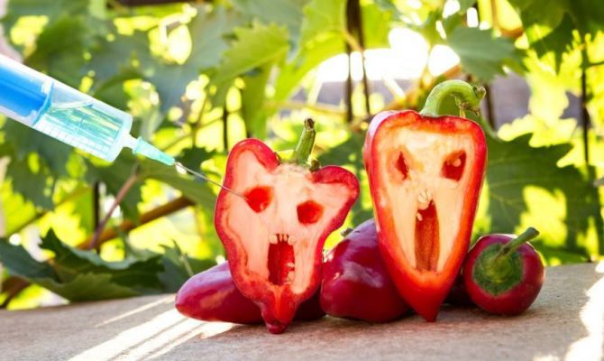 Нелегальные ГМО-продукты из-за границы переработают и отправят на экспорт