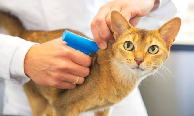 В Госдуме предложили ввести платную регистрацию домашних животных