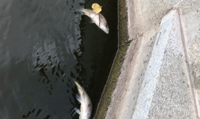 В Богородицке в пруду возле музея-усадьбы массово погибла рыба