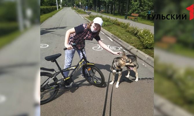 Тулячка разыскивает питомцев, которых оставила на передержку знакомой