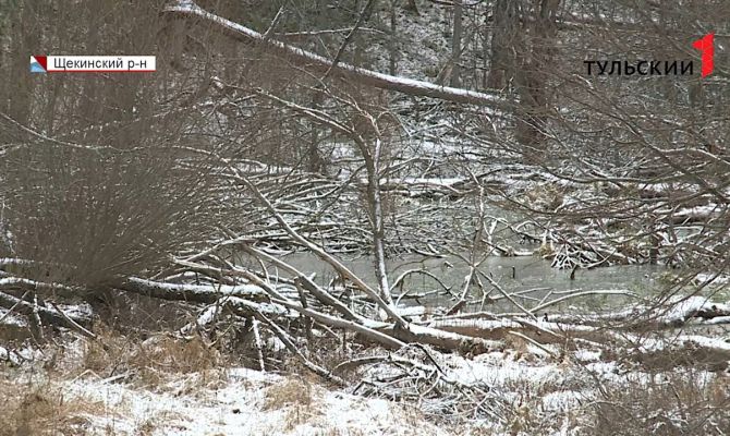 Вернут зубров и сохранят редкие растения: как в Тульской области будут создавать национальный парк
