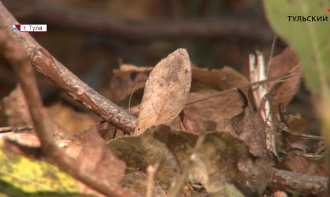 Опасный гербарий: почему прогулка в парке осенью может навредить здоровью