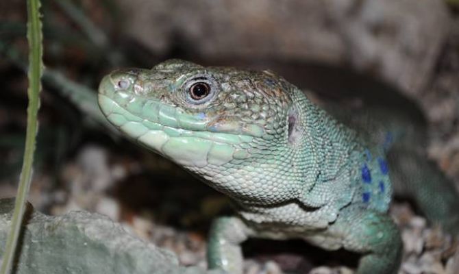 Тульский экзотариум 1 июня приглашает за подарками