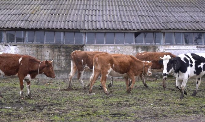 Сколько вешать в граммах: тульские аграрии готовы обеспечить жителей региона мясом