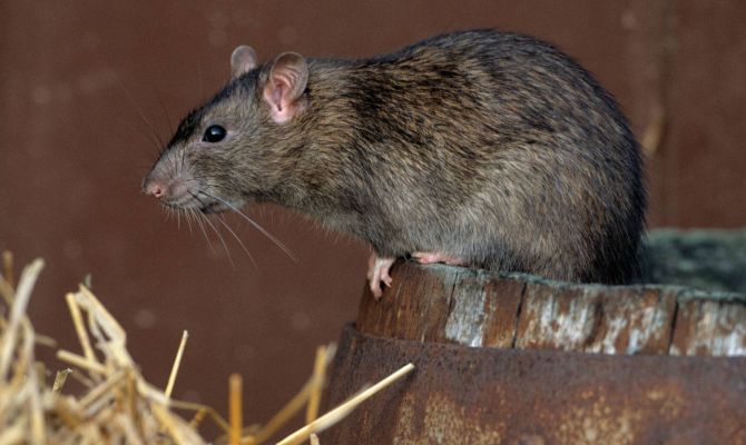 Жильцам одной из тульских многоэтажек на голову падают крысы. РЕПОРТАЖ