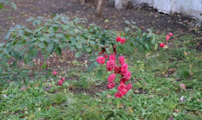 В Туле в конце ноября зацвела роза