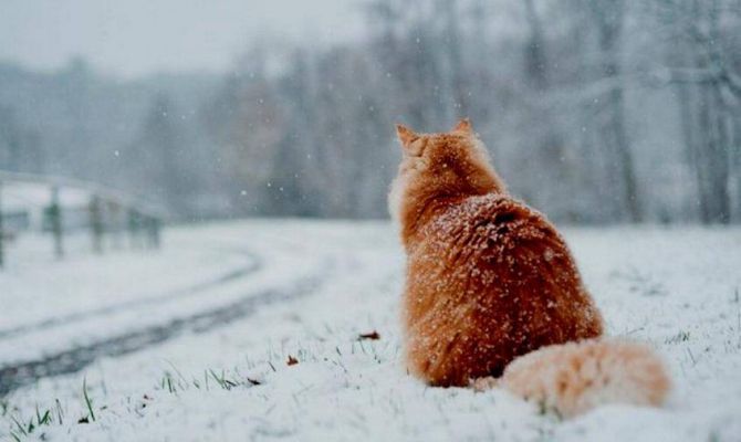 Синоптики: ноябрь 2016-го побил рекорд холода